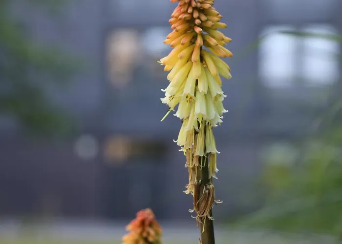 Goldcrest Village University Of * Galway