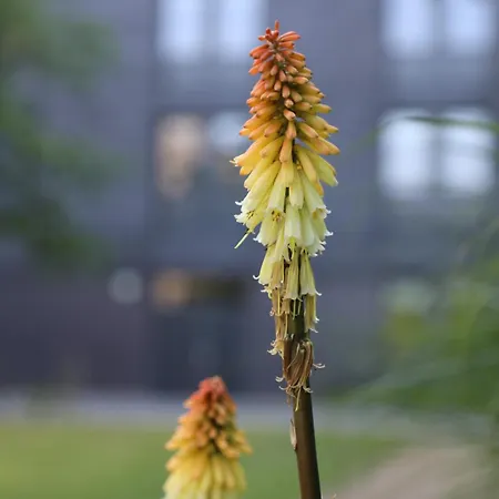 Goldcrest Village University Of * 戈尔韦